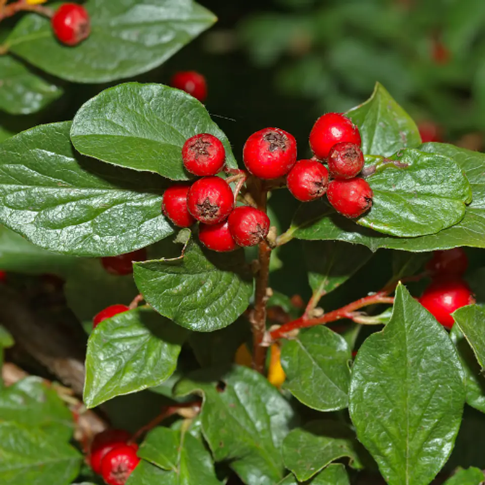 Cotoneaster 1