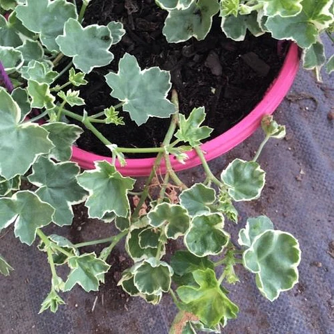 Geranio Variegado