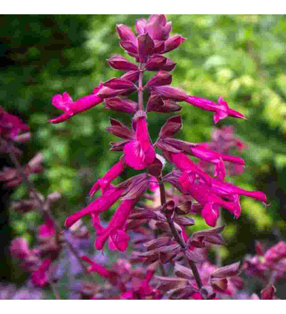 Salvia Love and Wishes