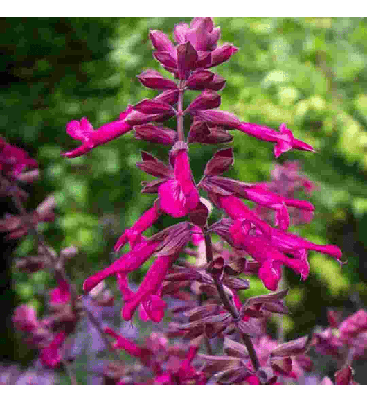 Salvia Love and Wishes