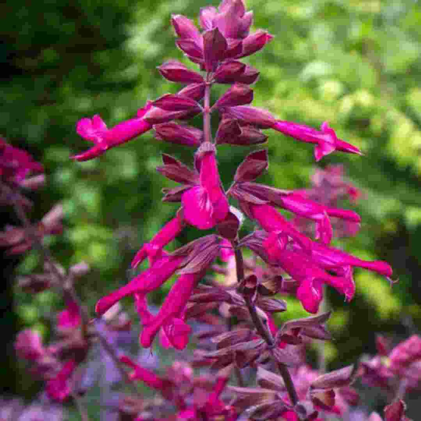Salvia Love and Wishes 1