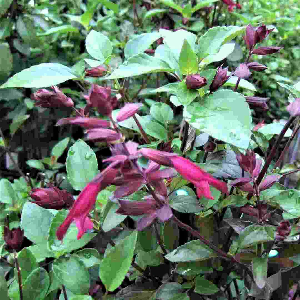 Salvia Love and Wishes 2