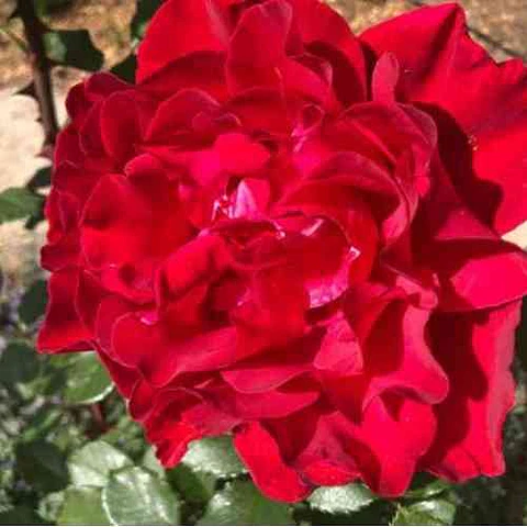 Rosa Merylou Romantica