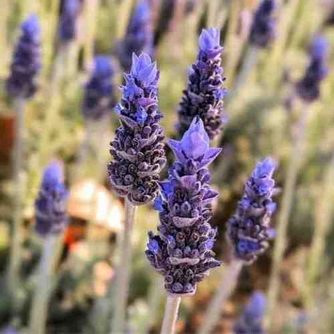 Lavanda Francesa