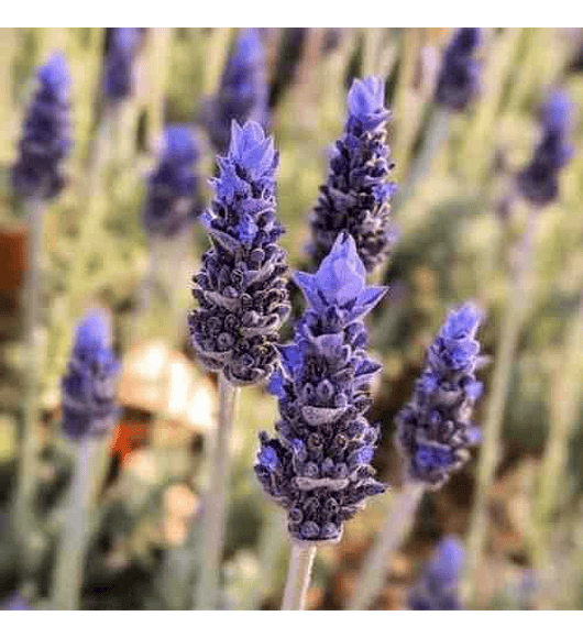 Lavanda Francesa