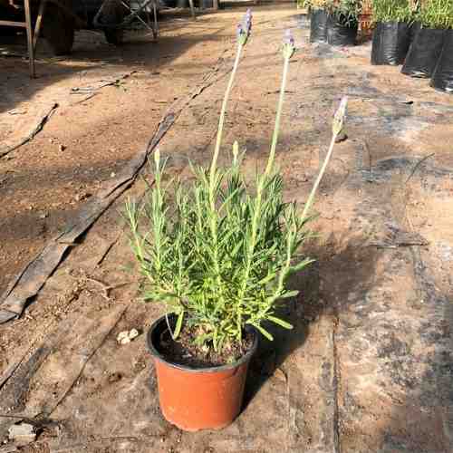 Lavanda Francesa 2
