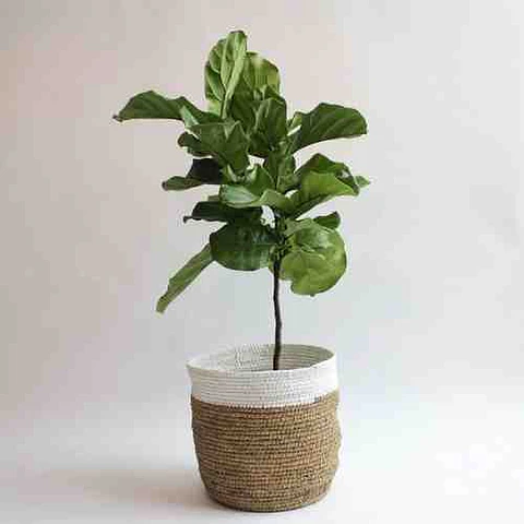 Ficus Lyrata