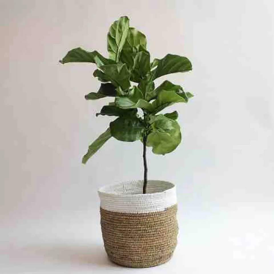Ficus Lyrata 2