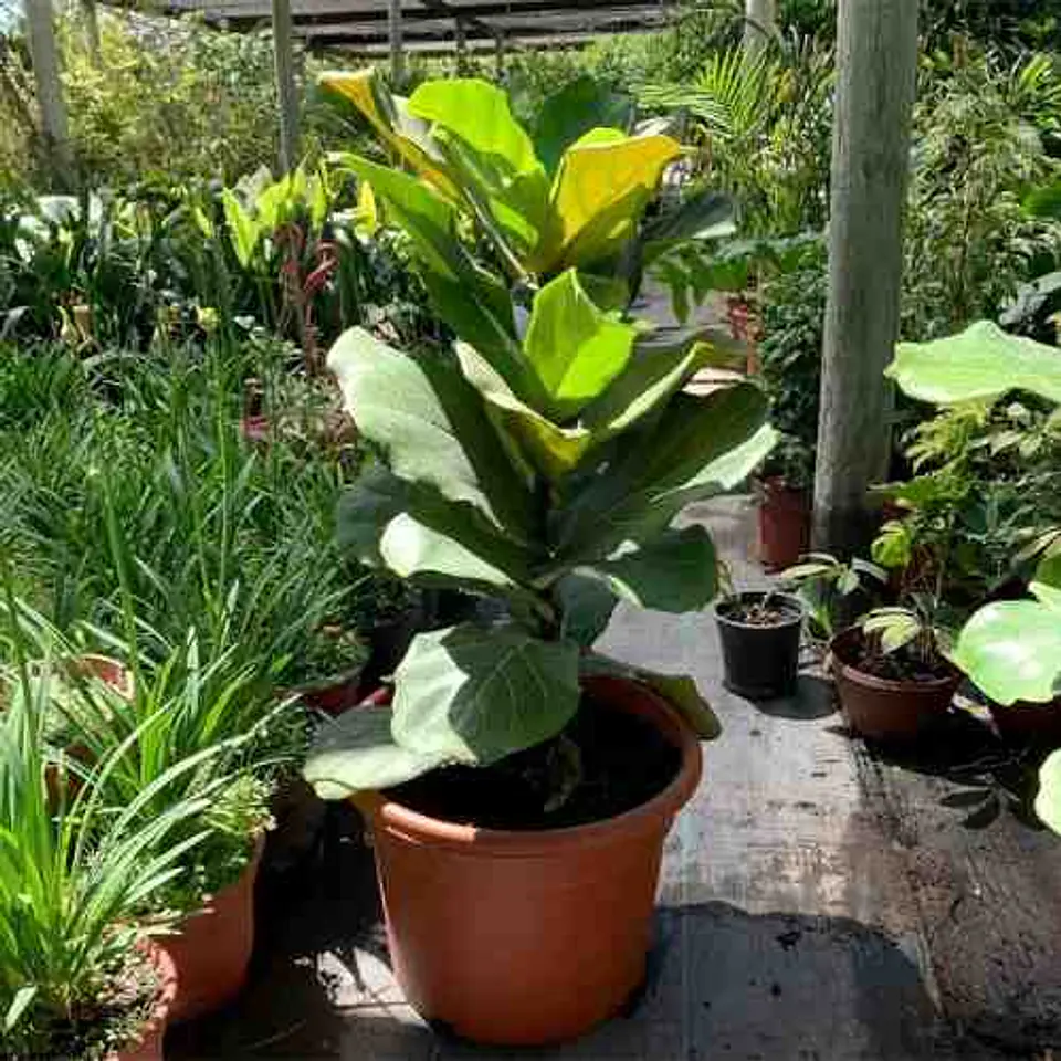 Ficus Lyrata 4