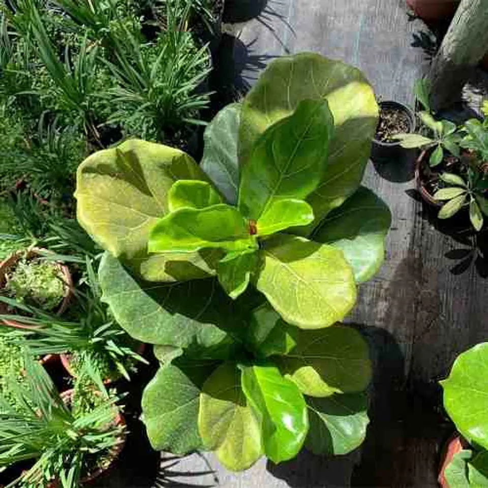 Ficus Lyrata 5