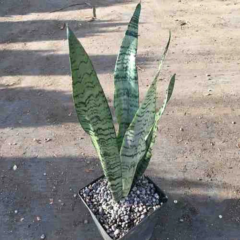 Sansevieria Tigre
