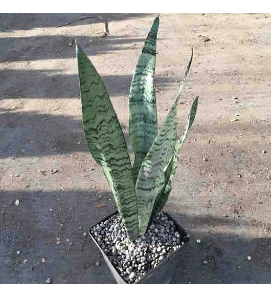 Sansevieria Tigre