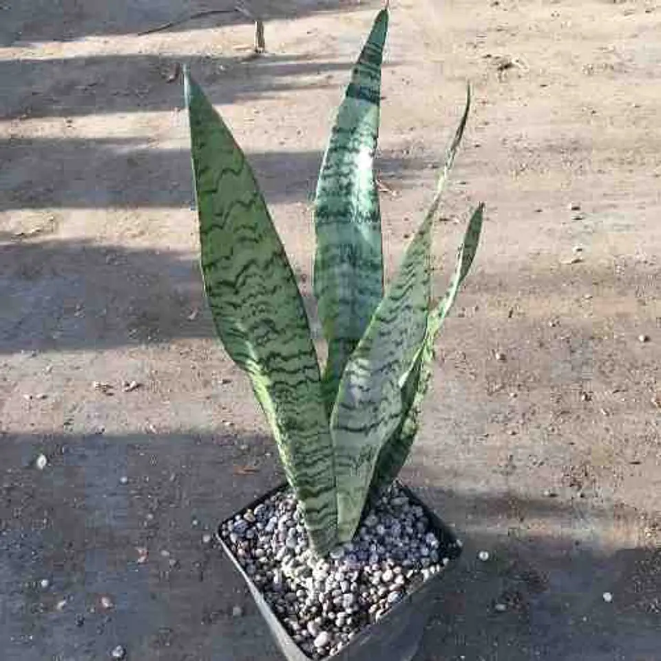 Sansevieria Tigre 1