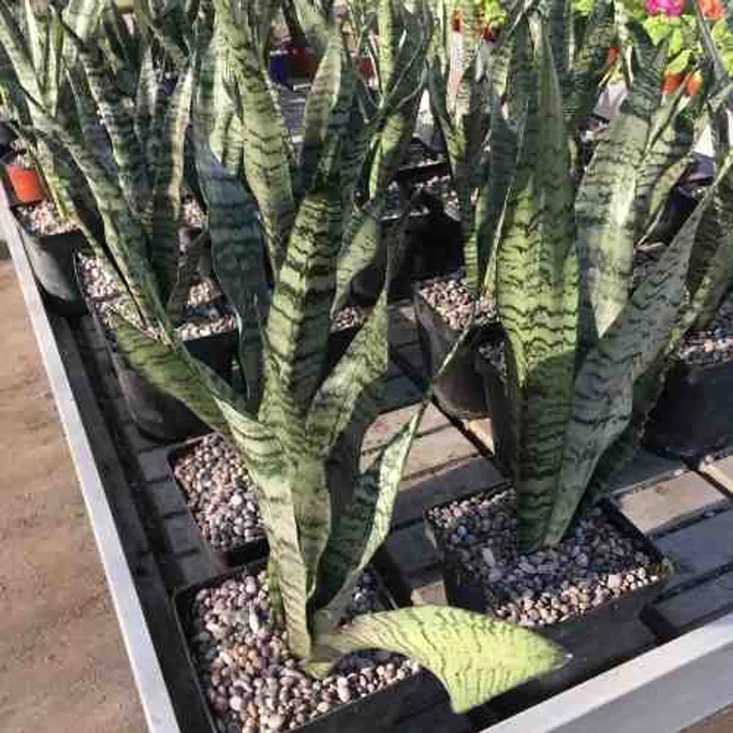 Sansevieria Tigre 2