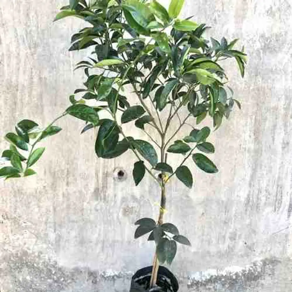 Mandarino Clementina 2