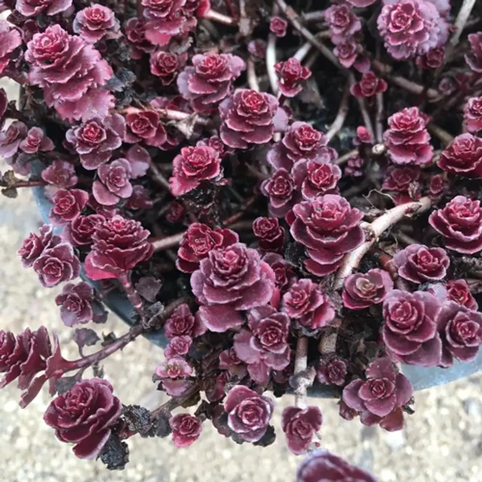 Sedum Spurium Rojo (5 unidades) 1