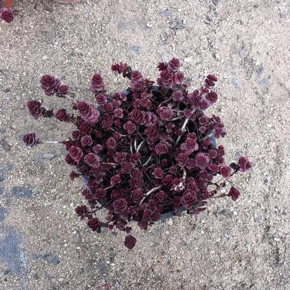 Sedum Spurium Rojo (5 unidades) 2