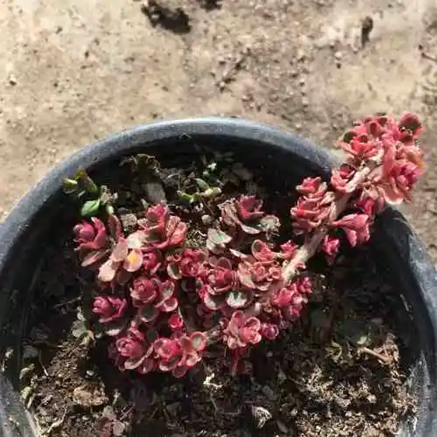 Sedum Spurium Rojo (5 unidades) 3