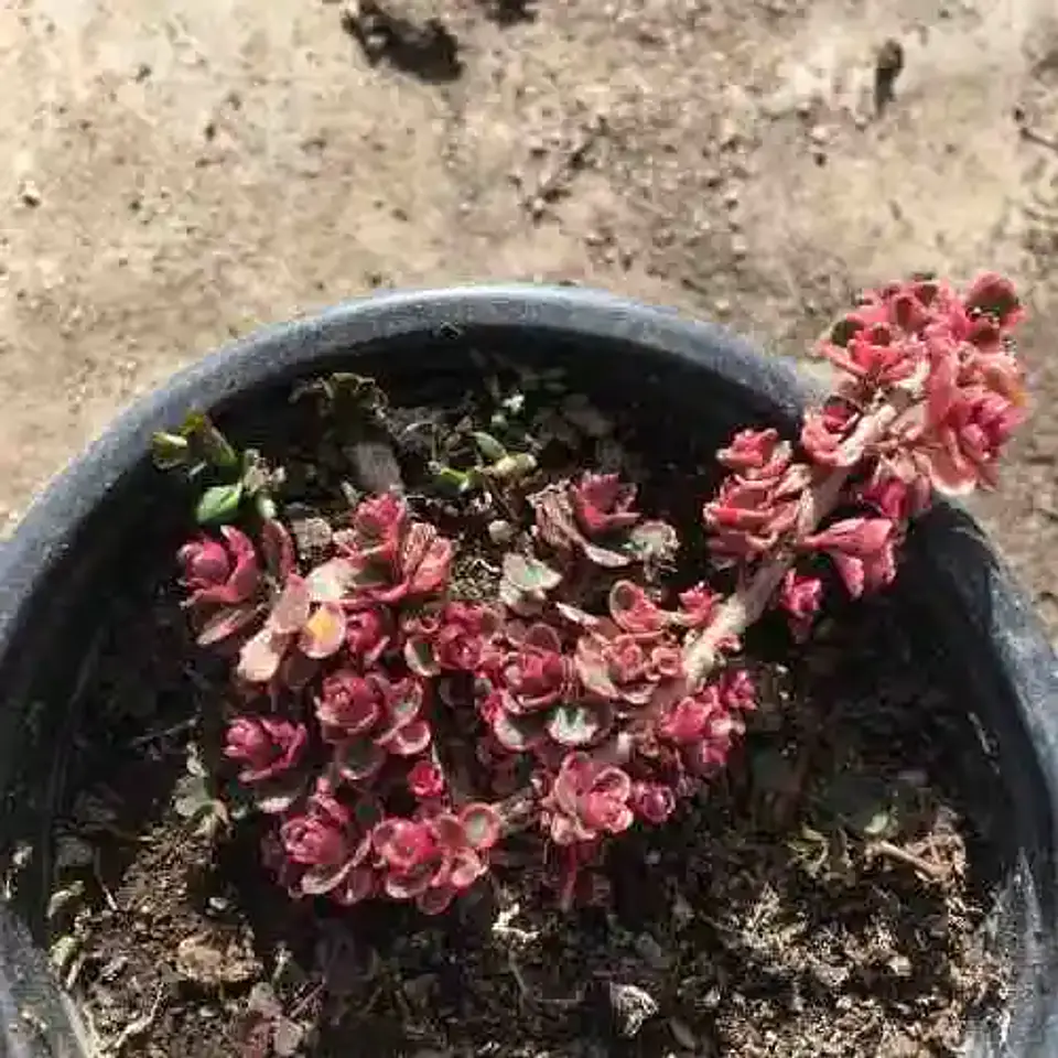 Sedum Spurium Rojo (5 unidades) 3