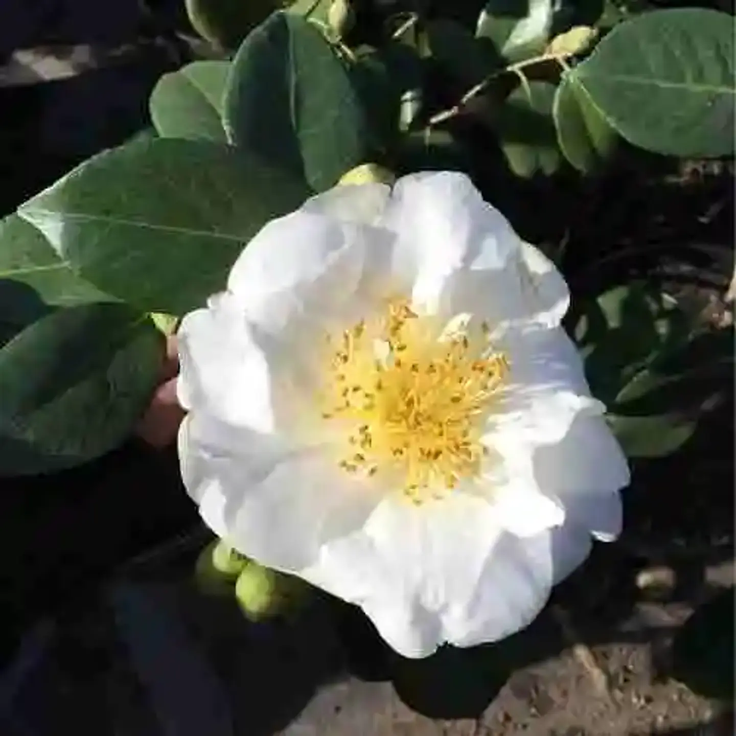 Camelia 5
