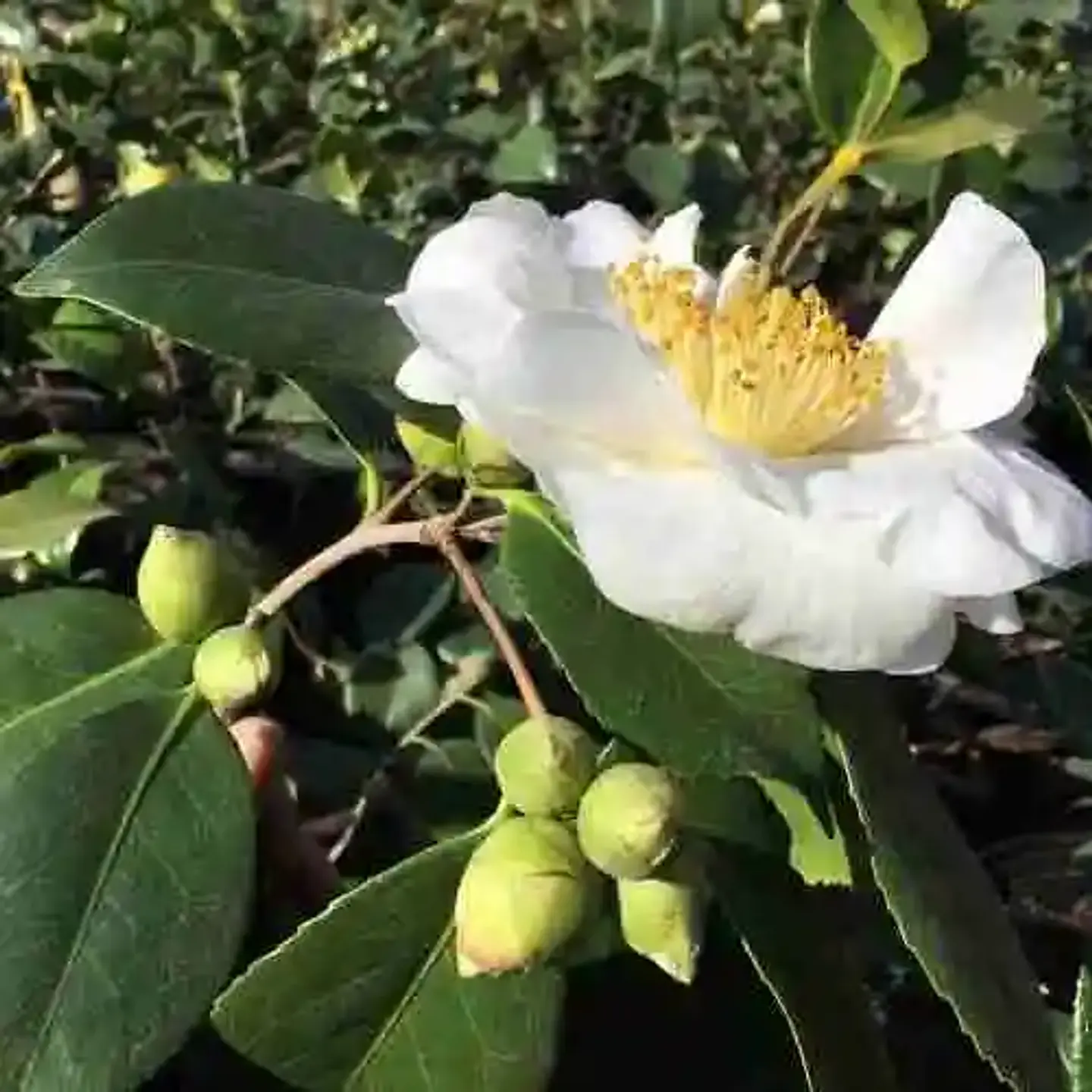 Camelia 6