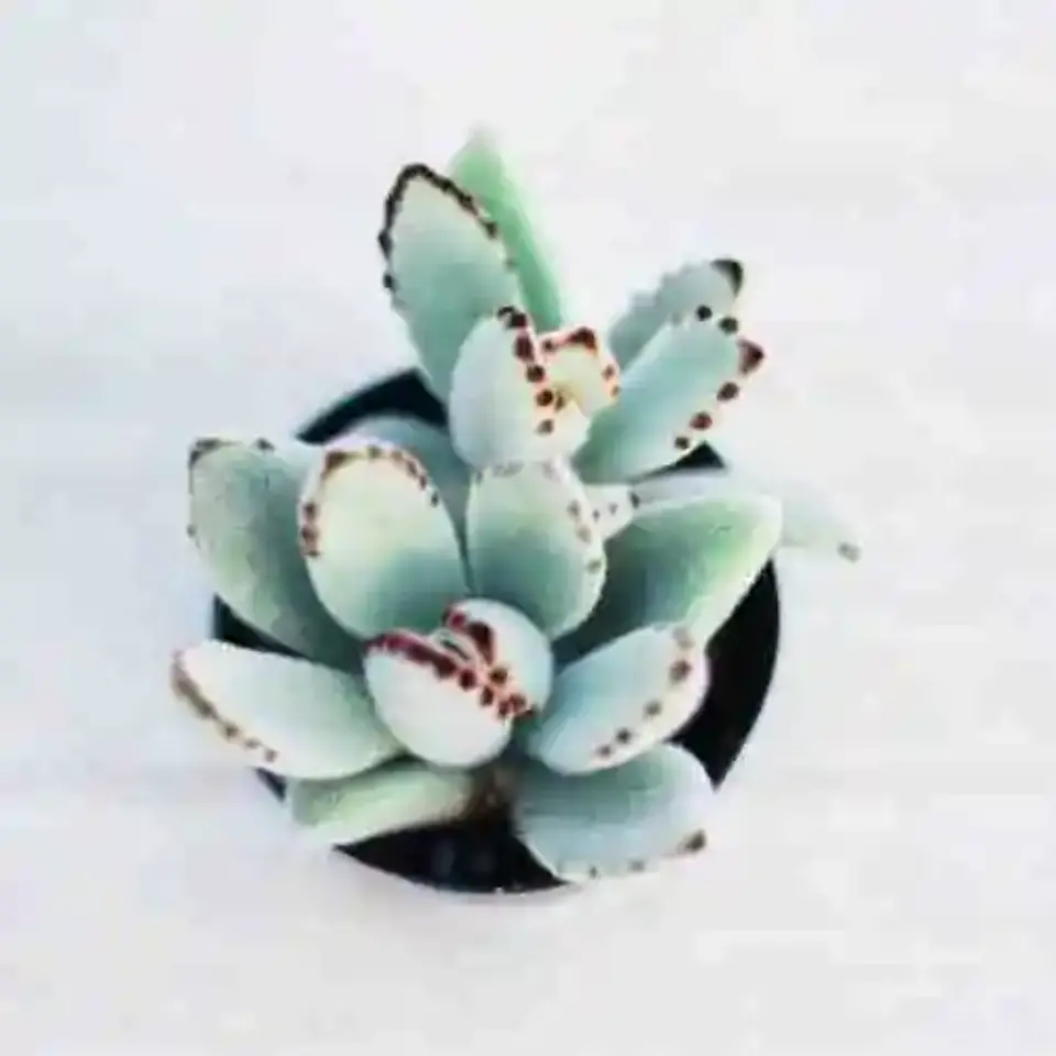Kalanchoe Tomentosa Nigra 1