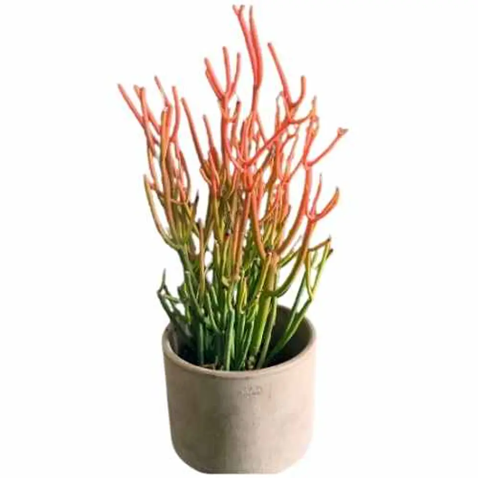 Euphorbia tirucalli 1