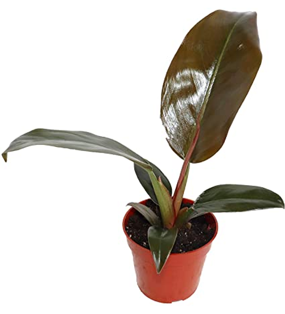 Philodendron Imperial Red