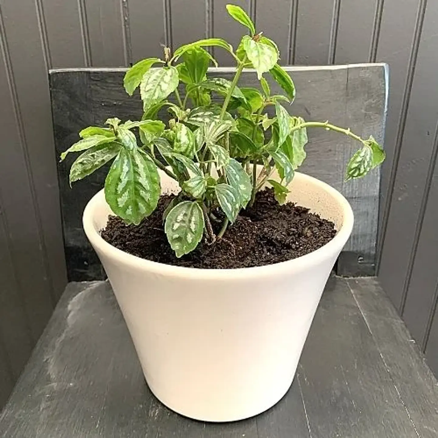 Pilea cadierei 2