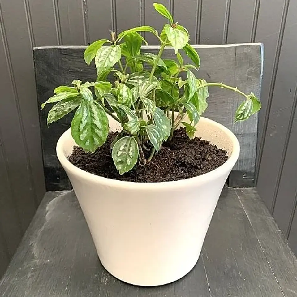 Pilea cadierei 2