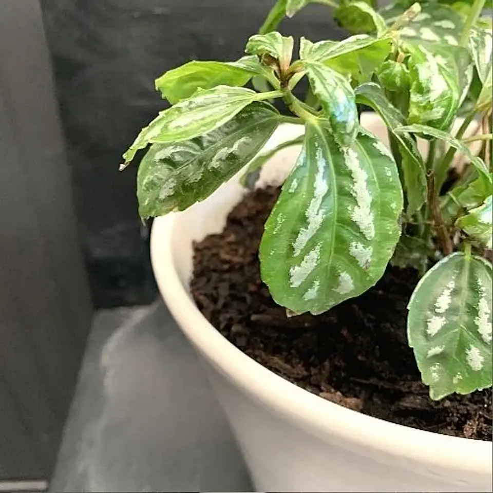 Pilea cadierei 3