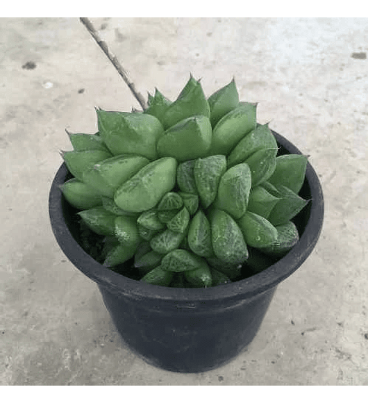 Haworthia obtusa