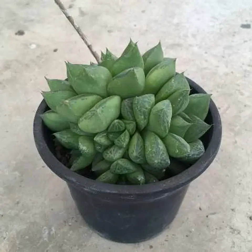 Haworthia obtusa 1