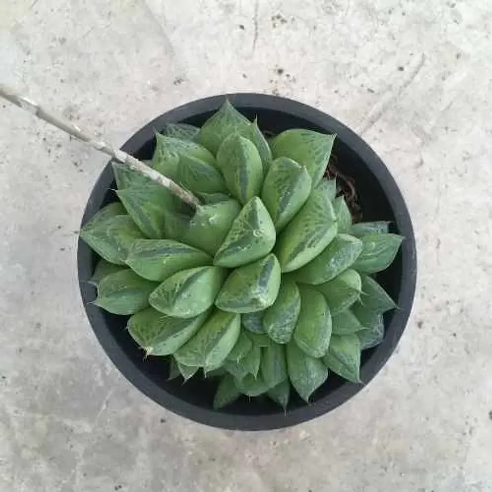 Haworthia obtusa 2
