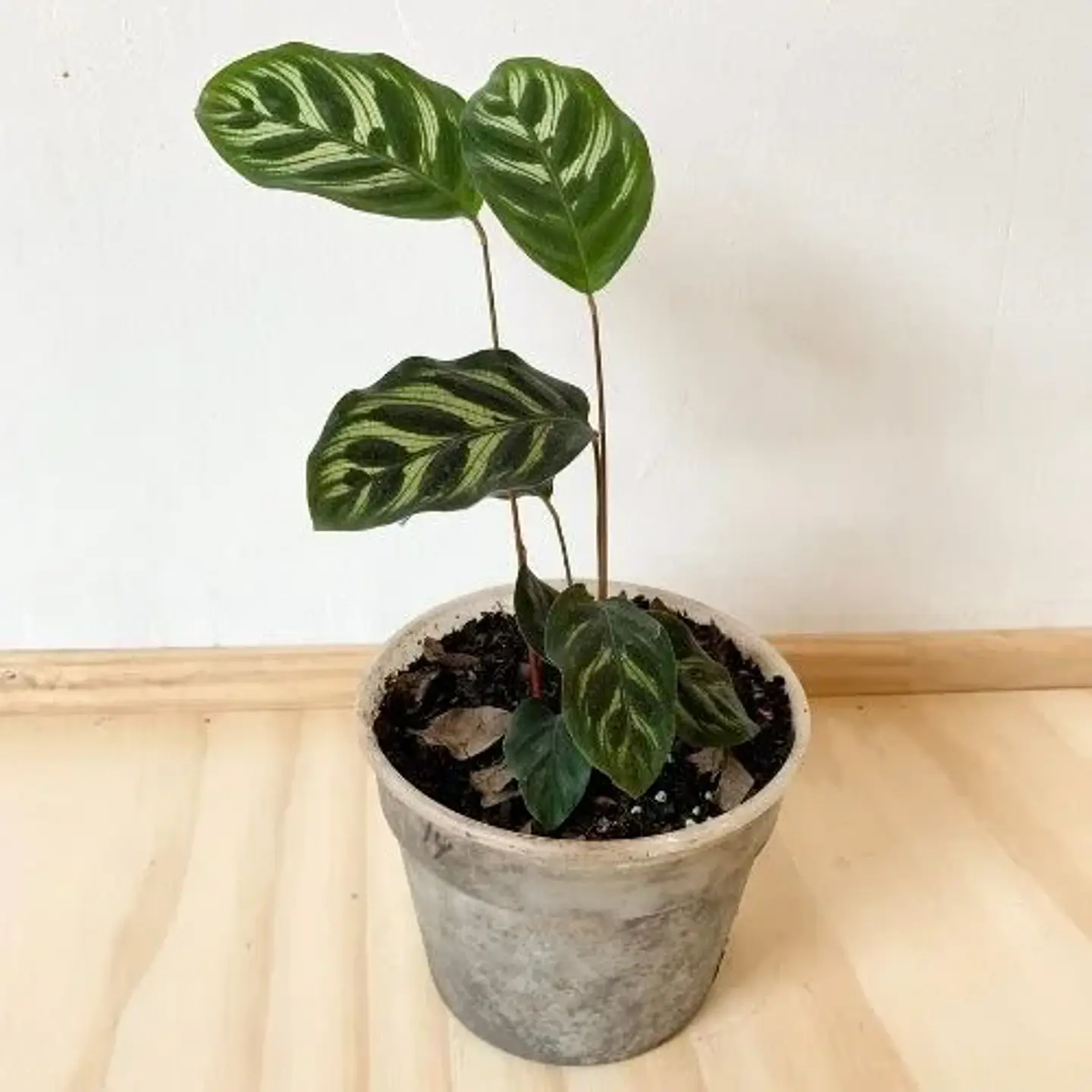 Calathea makoyana 1