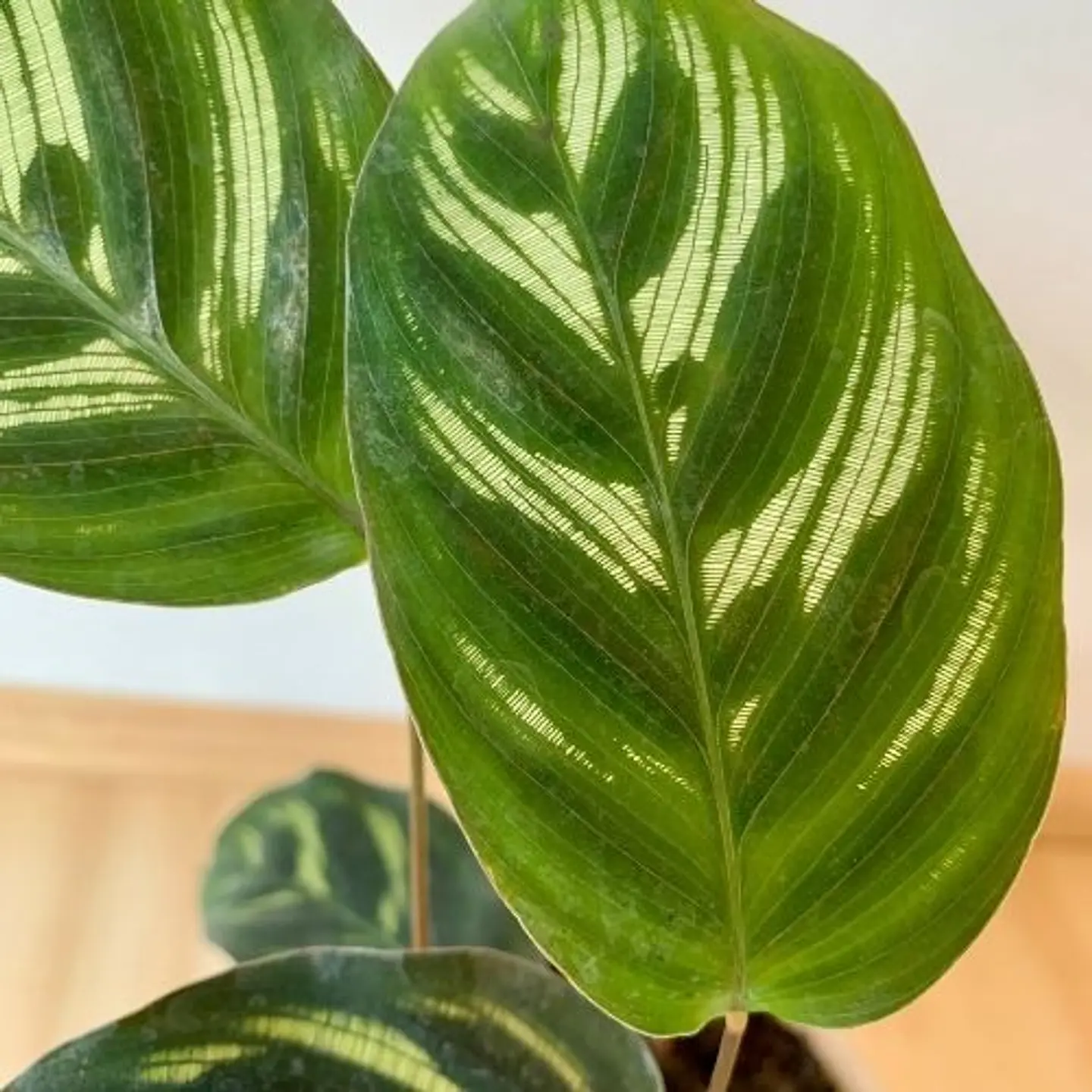 Calathea makoyana 2