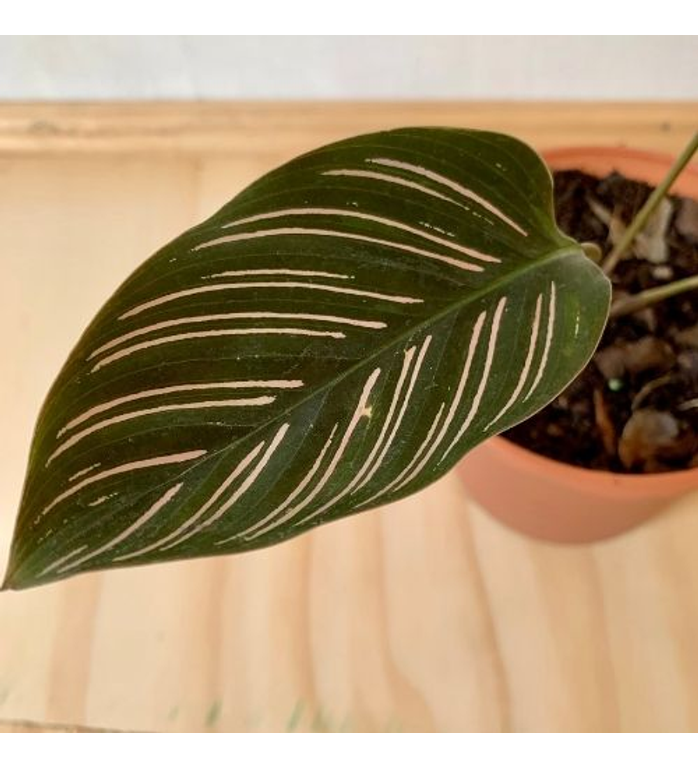 Calathea ornata