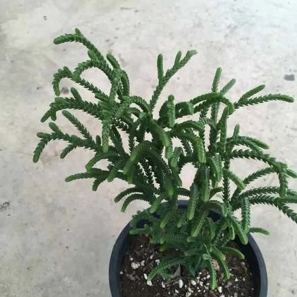 Crassula muscosa purpussi 1
