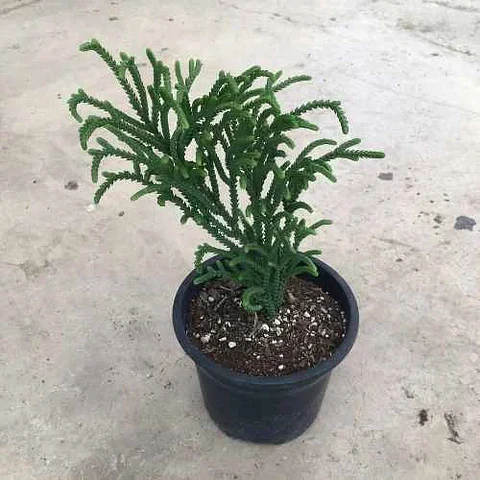 Crassula muscosa purpussi