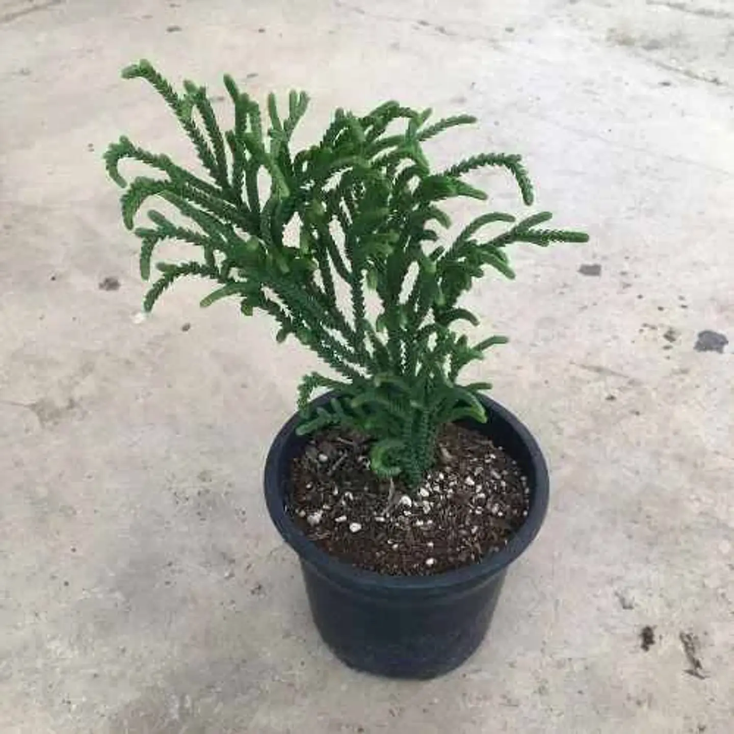 Crassula muscosa purpussi 2