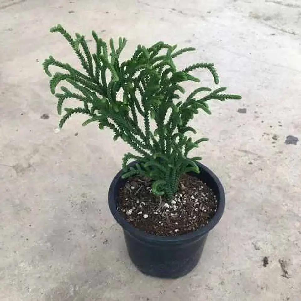Crassula muscosa purpussi 2