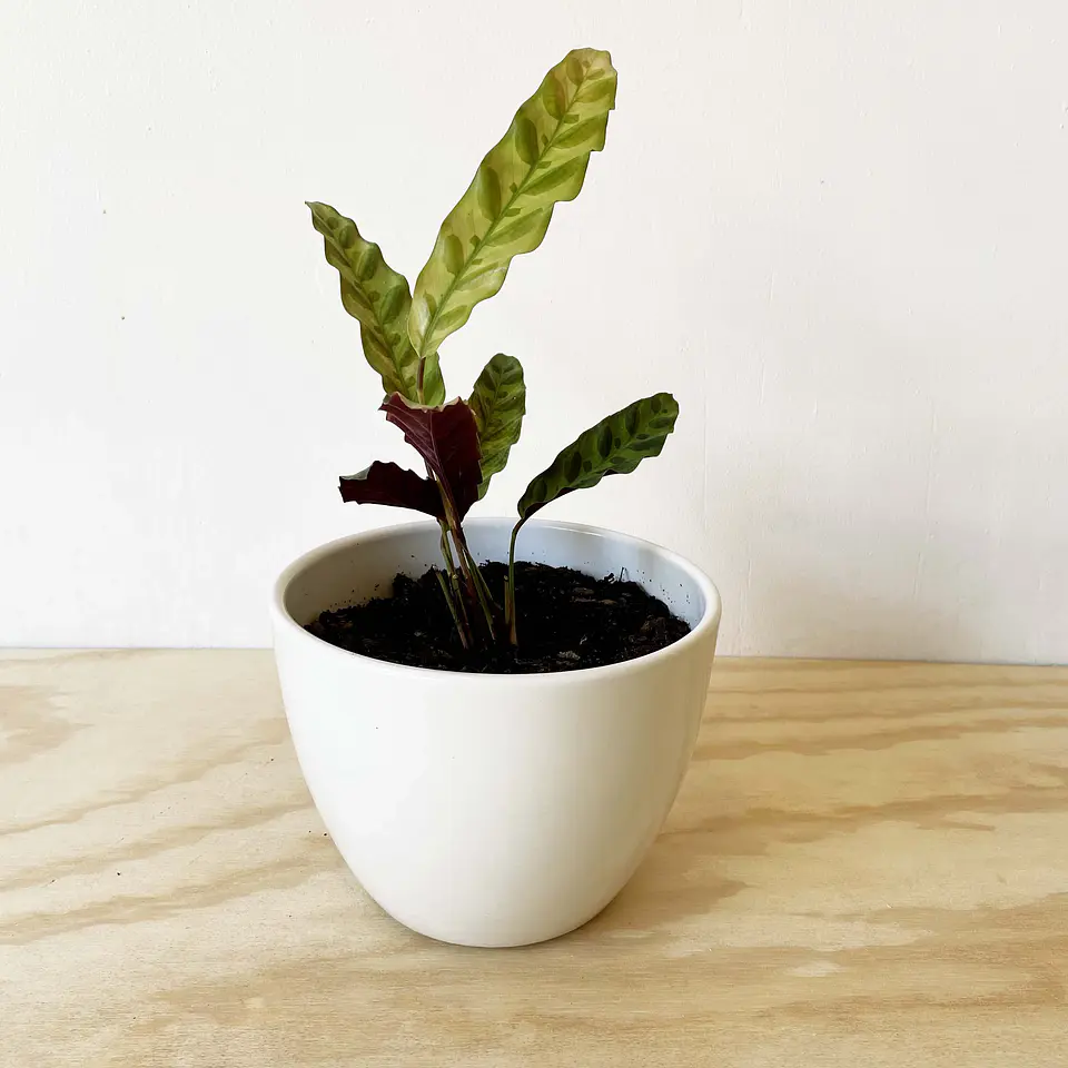 Calathea Insignis 1