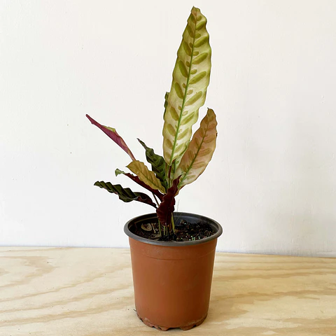 Calathea Insignis