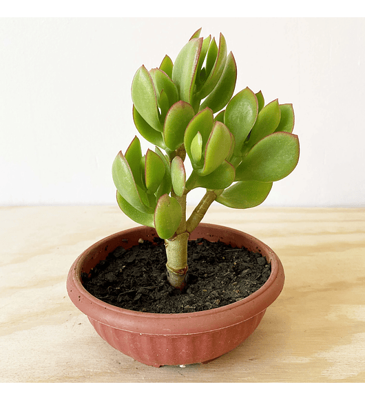 Senecio crassissimus