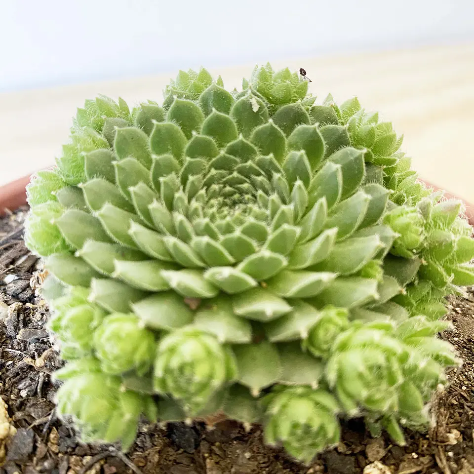 Rosularia 1