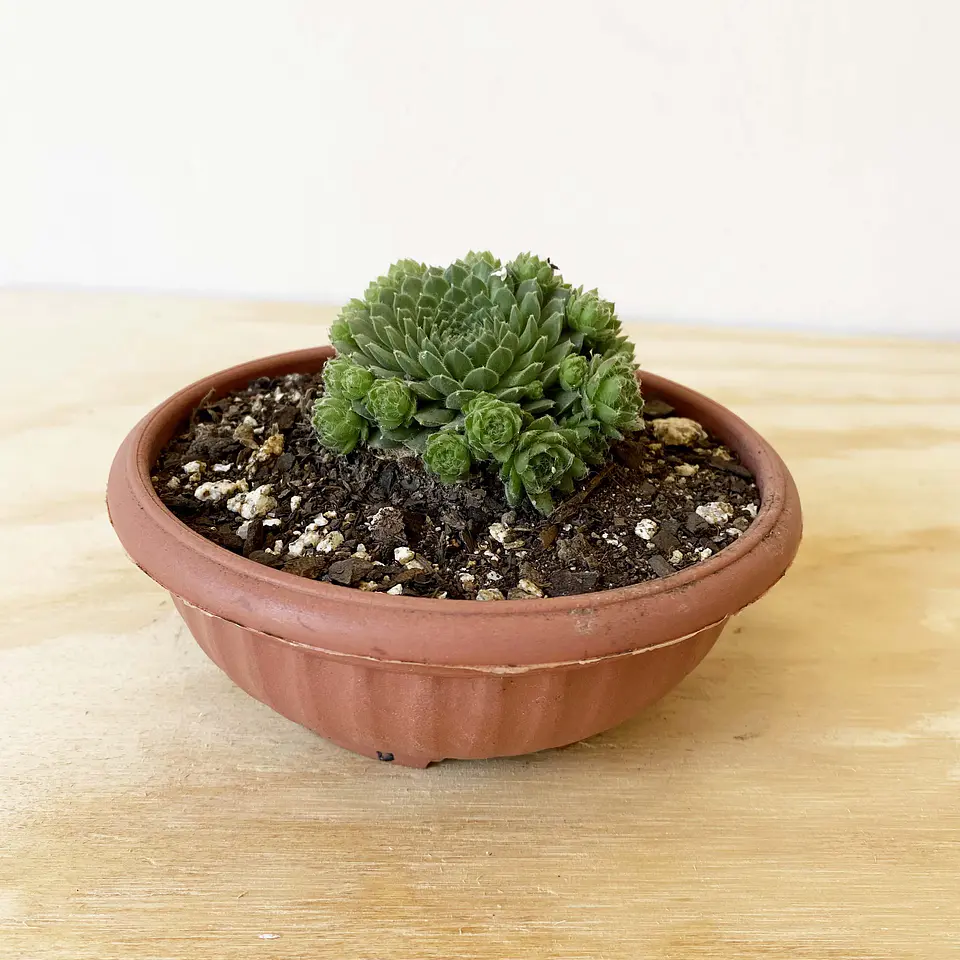 Rosularia 2