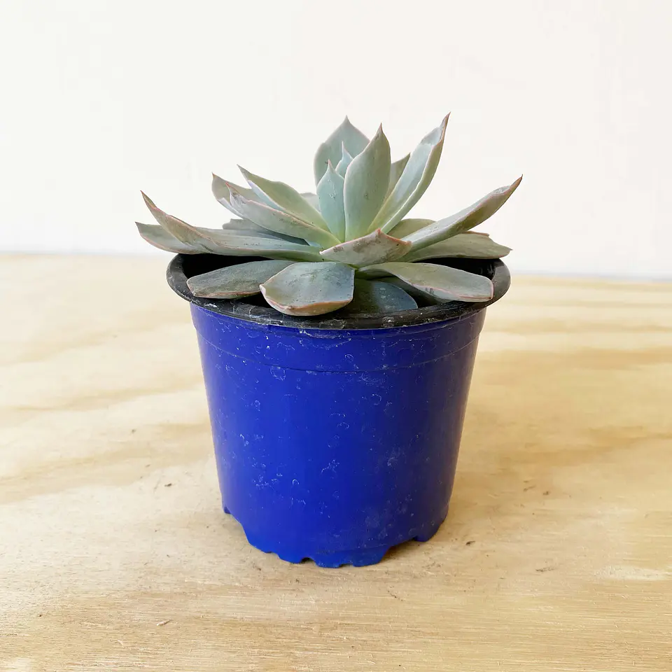Echeveria 2
