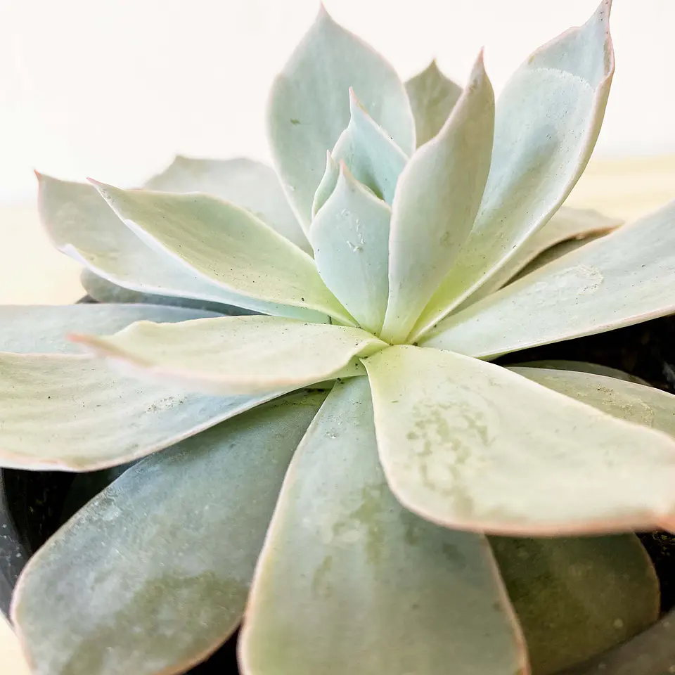Echeveria 3