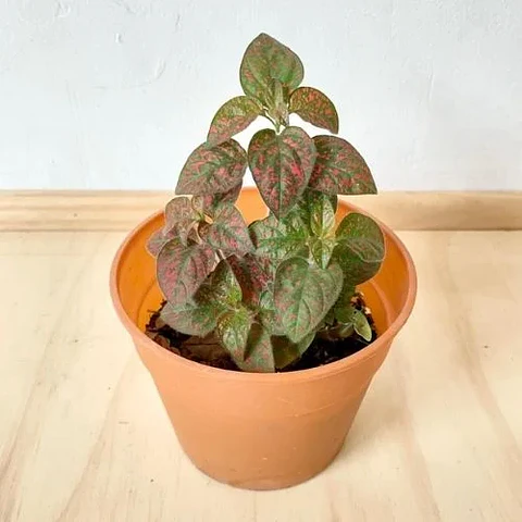 Hypoestes Rojo