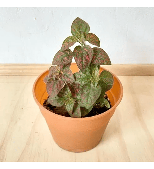 Hypoestes Rojo